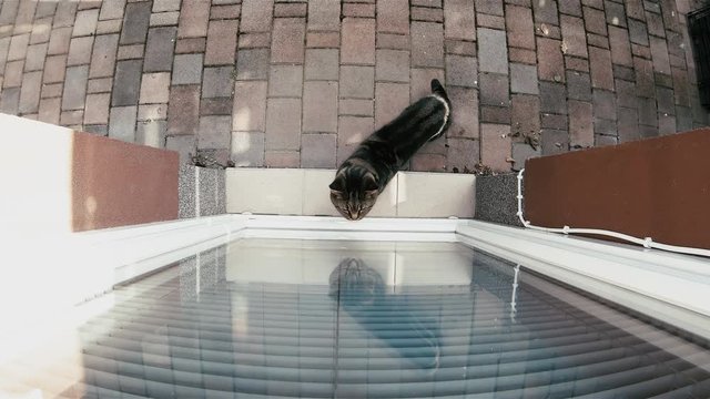Cat locked outside cant get inside house 4K. Glassdoor point of view of everything in focus, the cat locked outside.