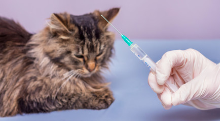 Veterinarian with a syringe in the hand near the cat. Immunization of pets_