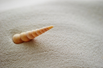 sea shell on the beach