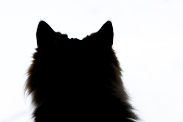 Silhouett of a cat's head on a white isolated background close up_