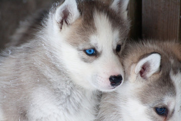 siberian husky puppy 