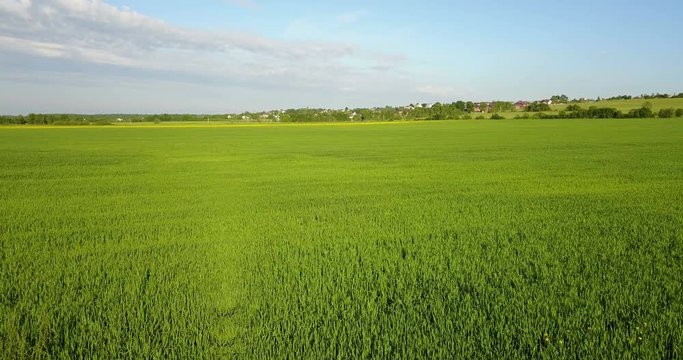 Aerial Drone Shot over Large Green Wheat Field against the background of the sky with beautiful clouds in sunny day