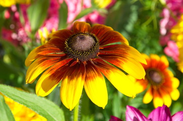 The flower of rudbeckia in the garden closeup