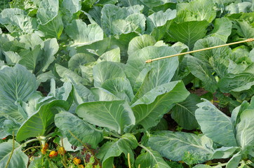 Spraying of cabbage. Protecting cabbage from vermin with  sprayer in the garden
