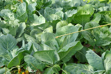 Naklejka premium Spraying of cabbage. Protecting cabbage from fungal disease or vermin with pressure sprayer in the garden