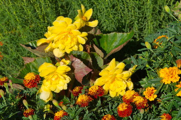 Yellow Begonia tuberous blooms in the garden