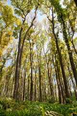 Beautiful forest with big trees on a Sunny morning.