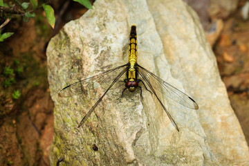 Wild colorful dragon fly in nature