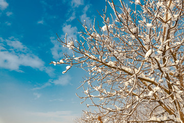 Treetop branches covered in snow