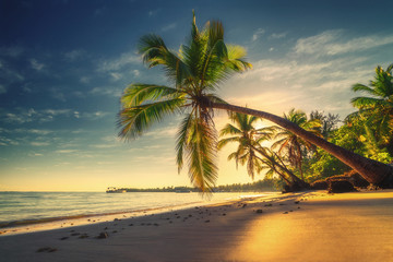 Palm and tropical beach in Punta Cana, Dominican Republic - obrazy, fototapety, plakaty