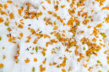 Yellow birch tree leaves in snow