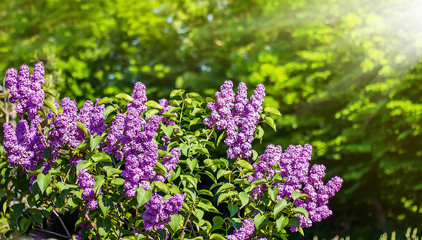 Obraz premium Purple lilac under the bright rays of the spring sun_