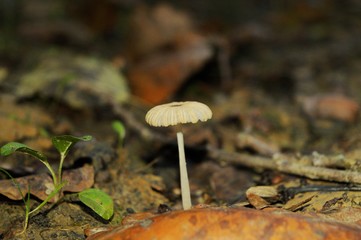 mushroom in forest