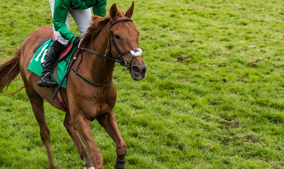 Obraz premium Close up on single race horse and jockey galloping on a grass covered race track