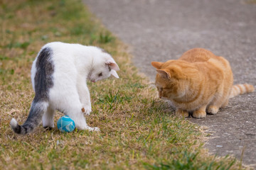 Naklejka na ściany i meble White and yellow cats playing with blue ball on the grass.
