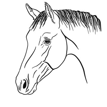 How To Draw A Horse | Step by Step | Side View - YouTube