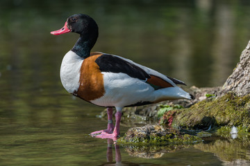 Common Shelduck is a waterfowl species found in the genus Tadorna. Looking to the side standing at the water edge.
