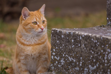 Yellow cat sit on green grass and look away