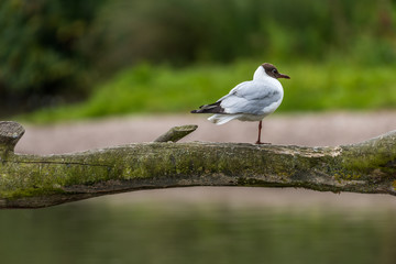 Black headed gull perched on one leg on a tree branch looking away.