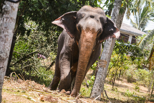 Asian Elephant - Sri Lanka
