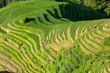 Longsheng rice terraces landscape in Guilin China
