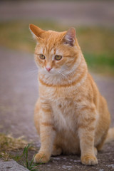 Fototapeta premium Yellow cat sit on green grass and look away