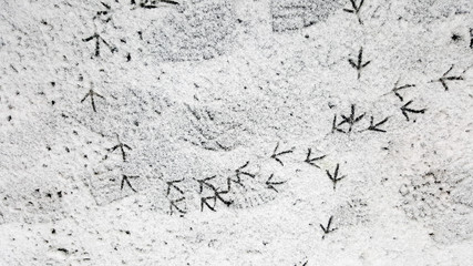 Path From Bird Tracks on White Snow in Winter, Crow Footprints in Snow. Bird Trail on Pure White Snow. Trail of Crows in the Snow.