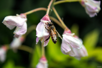 Bee