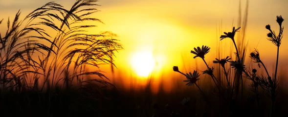 Sommerabendlandschaft. Bunter Sonnenuntergang. Auf der Sommerwiese. Gänseblümchenblumen in der untergehenden Sonne © Leonid Ikan