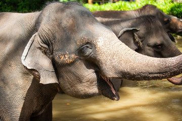 Head photo of an captive Asian Elephant