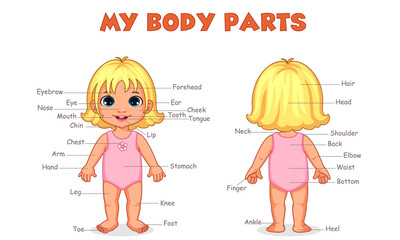 My body parts girl illustration for kids