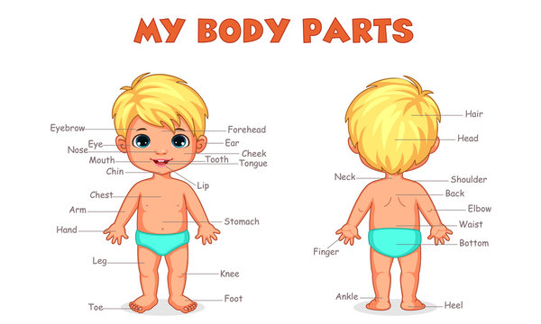 My body parts boy illustration for kids