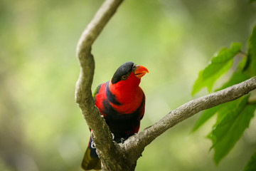 Black capped lory bird on tree branch