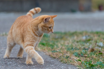 Yellow cat walking throw the yard next to grass