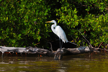 The heron in the mangroves