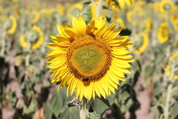 Fototapeta premium Sonnenblumenfeld