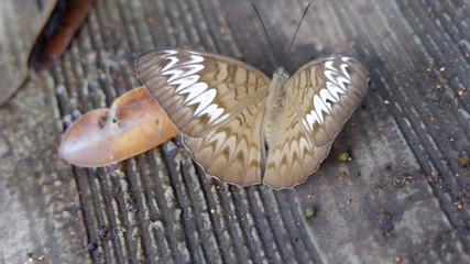 butterflies perch on the floor