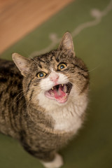Big colorful cat with open mouth sit on green carpet in house