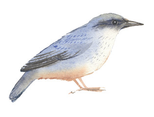 Watercolor hand drawn illustration/ bird nuthatch 