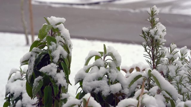 salvia &egrave; rosmarino sotto i fiocchi
