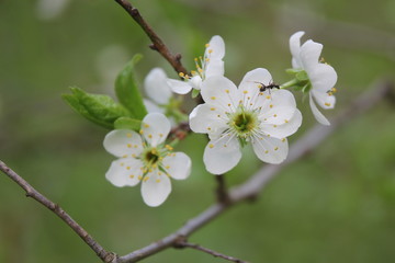 Snow-white flowers of cherrytree bloomed among young green leaves in the spring garden