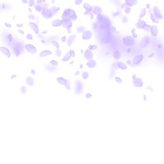Violet flower petals falling down. Beauteous roman