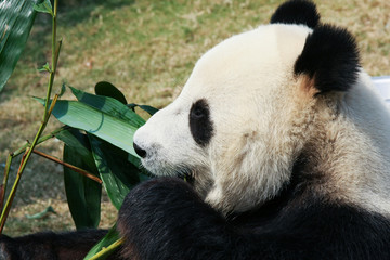 Obraz na płótnie Canvas Giant panda eating bamboo