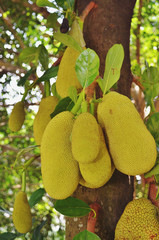 Young jackfruits on tree.