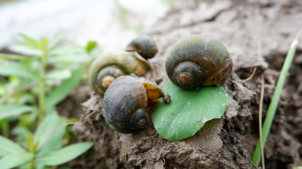 snails who are looking for food in the fields