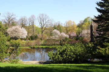 Spring green garden with fragrant  blossoming trees of pink sakura