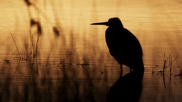 Spectacular shot of a silhouetted heron at sunset with golden light reflected in the water - slow motion