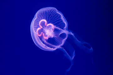 Aurelia aurita jellyfish close-up in aquarium - obrazy, fototapety, plakaty