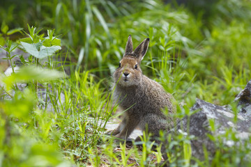 Naklejka na ściany i meble Hare on a background of green grass in the forest closeup.