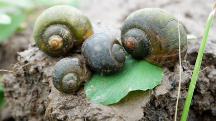 snails who are looking for food in the fields